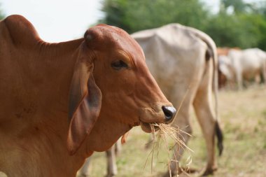 Tayland inekleri yerde doğal olarak ot yiyorlar..