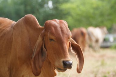 Tayland inekleri yerde doğal olarak ot yiyorlar..