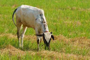 Tayland inekleri yerde doğal olarak ot yiyorlar..
