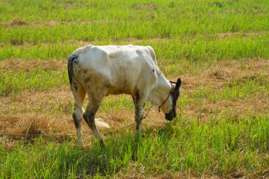 Tayland inekleri yerde doğal olarak ot yiyorlar..