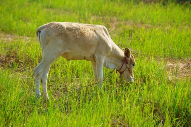 Tayland inekleri yerde doğal olarak ot yiyorlar..