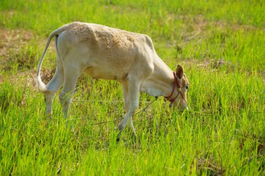 Tayland inekleri yerde doğal olarak ot yiyorlar..