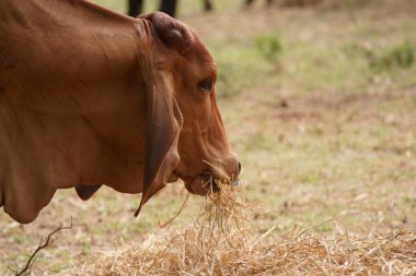 Tayland inekleri yerde doğal olarak ot yiyorlar..
