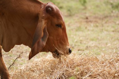 Tayland inekleri yerde doğal olarak ot yiyorlar..
