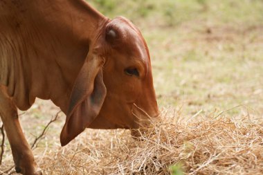 Tayland inekleri yerde doğal olarak ot yiyorlar..