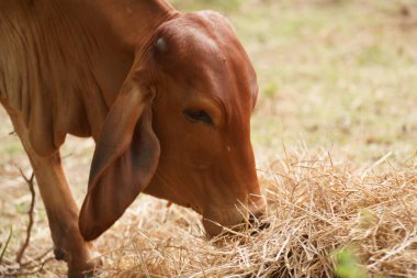 Tayland inekleri yerde doğal olarak ot yiyorlar..
