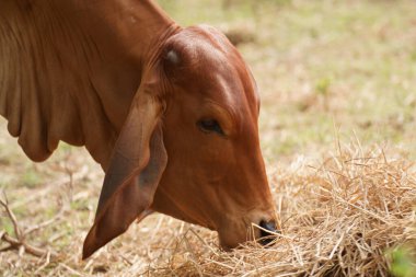 Tayland inekleri yerde doğal olarak ot yiyorlar..