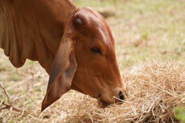 Tayland inekleri yerde doğal olarak ot yiyorlar..