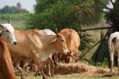Tayland inekleri yerde doğal olarak ot yiyorlar..