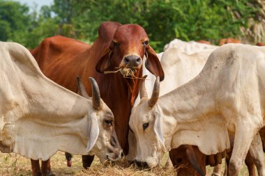 Tayland inekleri yerde doğal olarak ot yiyorlar..