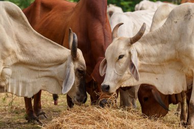 Tayland inekleri yerde doğal olarak ot yiyorlar..