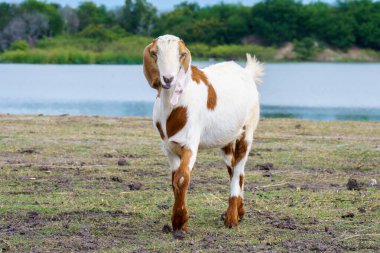 Suyun kenarındaki çayırda bir keçi sürüsü.