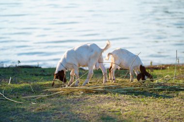 Suyun kenarındaki çayırda bir keçi sürüsü.