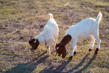 Suyun kenarındaki çayırda bir keçi sürüsü.
