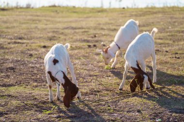 Suyun kenarındaki çayırda bir keçi sürüsü.