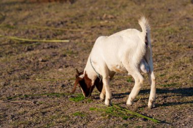 Suyun kenarındaki çayırda bir keçi sürüsü.