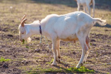 Suyun kenarındaki çayırda bir keçi sürüsü.