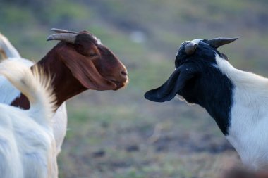 Suyun kenarındaki çayırda bir keçi sürüsü.