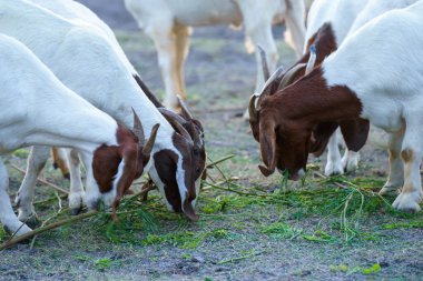Suyun kenarındaki çayırda bir keçi sürüsü.