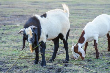 Suyun kenarındaki çayırda bir keçi sürüsü.
