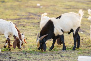Suyun kenarındaki çayırda bir keçi sürüsü.