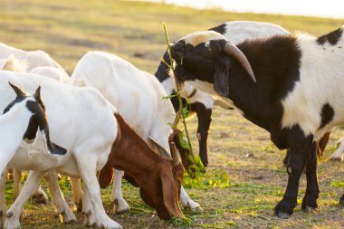 Suyun kenarındaki çayırda bir keçi sürüsü.