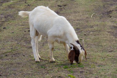 Suyun kenarındaki çayırda bir keçi sürüsü.