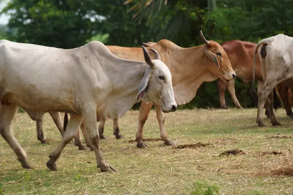 Tayland inekleri yerde doğal olarak ot yiyorlar..