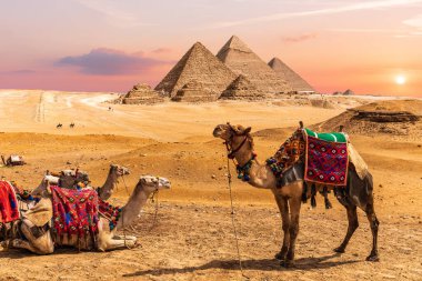 Mısır Piramitleri yakınlarındaki çölde dinlenen deve kervanı, Giza.
