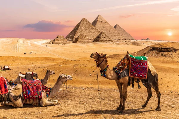 エジプトのピラミッドの近くの砂漠で休んでいるラクダキャラバン — ストック写真