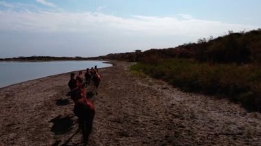 Aydarkul Gölü kıyısında bir at sürüsü. İnsansız hava aracından yavaş çekim