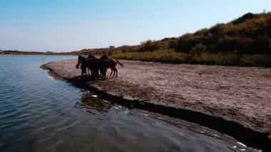 Aydarkul Gölü kıyısında bir at sürüsü. İnsansız hava aracından yavaş çekim