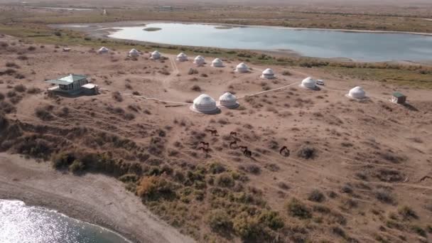 在Aydarkul湖畔的蒙古包附近 无人机在一群小马群上飞驰 — 图库视频影像