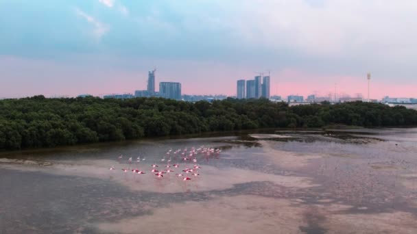 Drone Przelatuje Nad Stadem Różowych Flamingów Przed Dubajem Zachodzie Słońca — Wideo stockowe