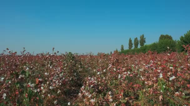 Baumwollfeld Panorama Mit Offenen Baumwollpollern Einem Sonnigen Tag — Stockvideo
