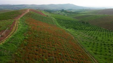 İHA, tarlalar ve bahçelerle çevrili gelincik tarlalarının üzerinde uçuyor.