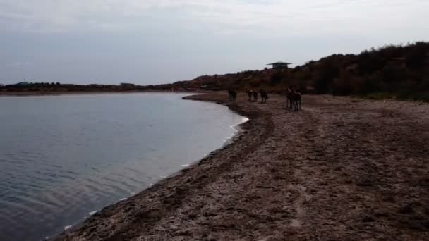 Uma Manada Cavalos Margem Lago Aydarkul Movimento Lento Drone — Vídeo de Stock