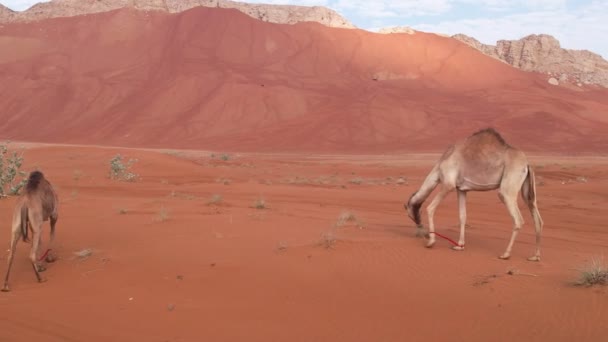 Vuelo Avión Tripulado Sobre Camellos Caminando Sobre Arena Desierto Contra — Vídeo de stock