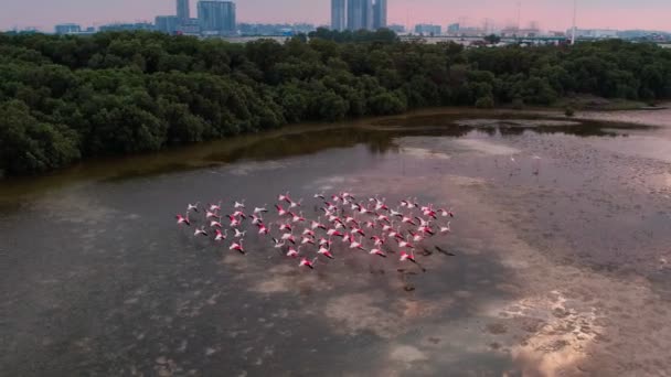 Paseo Avión Tripulado Sobre Una Bandada Flamencos Rosados Frente Dubai — Vídeos de Stock