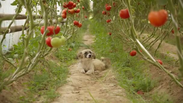 Cão Está Entre Camas Com Tomates Crescendo Estufa — Vídeo de Stock