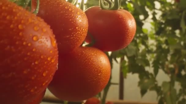Sängar Med Tomater Som Växer Växthuset Närbild Slow Motion — Stockvideo