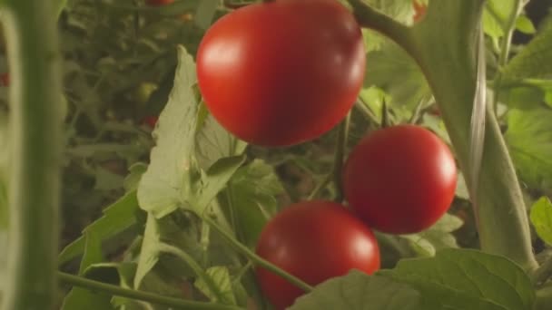Bedden Met Tomaten Groeien Kas Close Slow Motion — Stockvideo