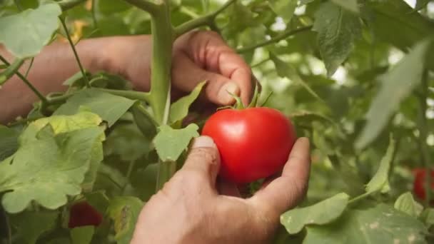 Close Van Handen Die Tomaten Plukken Van Planten Die Kas — Stockvideo