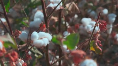 Bulutsuz bir günde pamuk tarlasında açık pamuk toplarının yakın çekimi