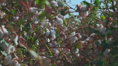 Bulutsuz bir günde pamuk tarlasında açık pamuk toplarının yakın çekimi