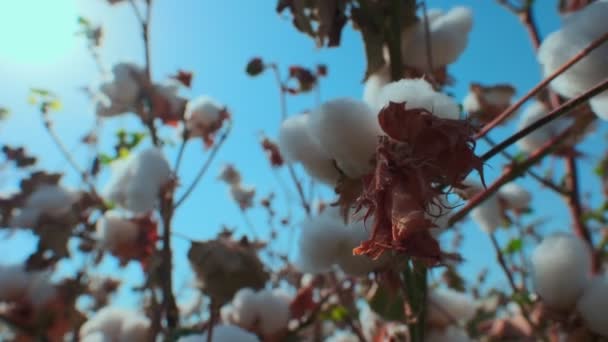 Nahaufnahme Offener Baumwollpoller Auf Einem Baumwollfeld Einem Wolkenlosen Tag — Stockvideo