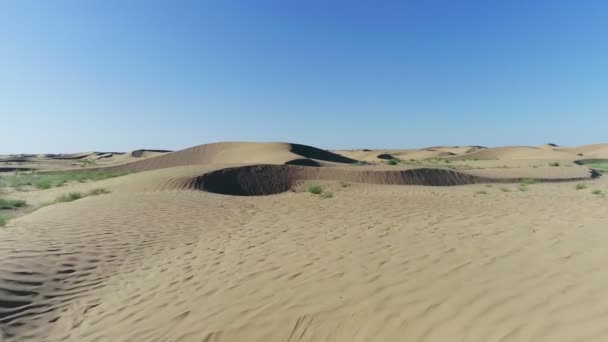 Woestijn Het Voorjaar Duinen Met Zeldzaam Gras Gefilmd Door Drone — Stockvideo