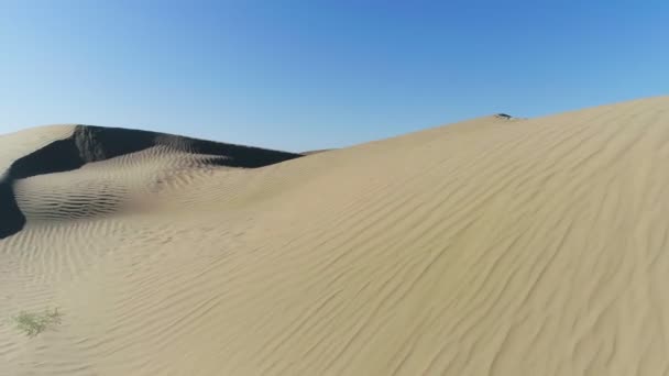 Désert Printemps Dunes Avec Herbe Rare Filmé Par Drone Vue — Video