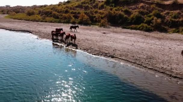 Stádo Koní Břehu Jezera Aydarkul Zpomalený Pohyb Dronu — Stock video