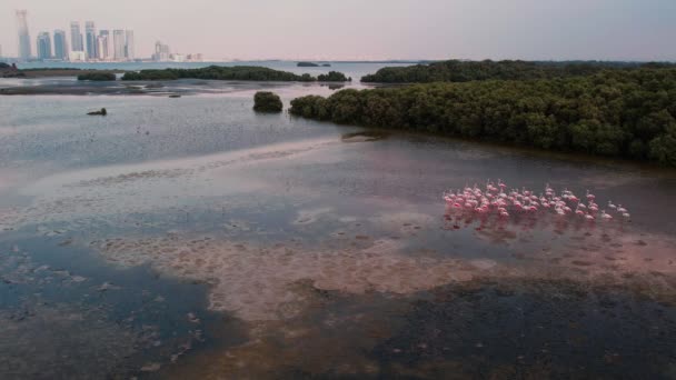 日没時にドバイの前でピンクのフラミンゴの群れの上を飛行します スローモーション — ストック動画